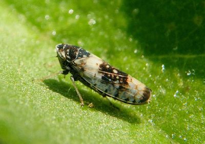 Mesamia nigridorsum; Leafhopper species 