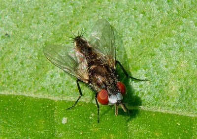 Metopia argyrocephala; Satellite Fly species