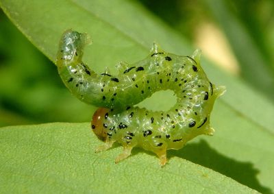Nematus abbotii; Common Sawfly species larva