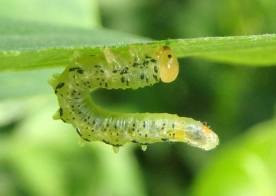 Nematus abbotii; Common Sawfly species larva