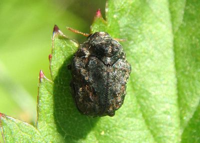 Neochlamisus Warty Leaf Beetle species 