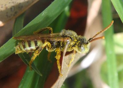 Nomada ruficornis complex; Cuckoo Bee species; male 