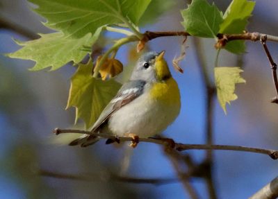 Northern Parula; female