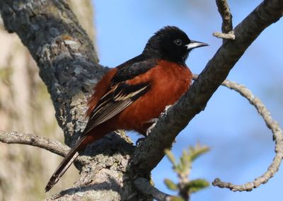 Orchard Oriole; male