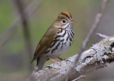 Ovenbird 