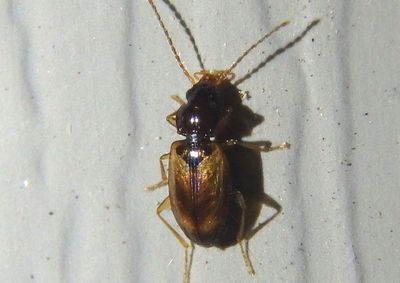Paratachys Ground Beetle species