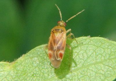 Plagiognathus delicatus; Plant Bug species