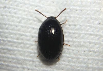 Platydema excavatum; Darkling Beetle species