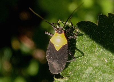 Prepops insitivus; Plant Bug species
