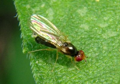 Chamaepsila Rust Fly species