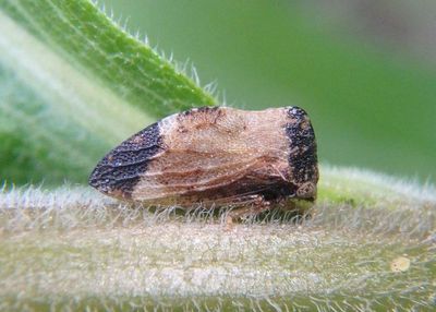 Publilia concava; Treehopper species