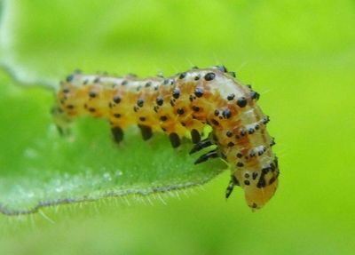 11070 - Chloridea subflexa; Subflexus Straw Moth caterpillar