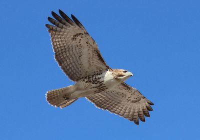 Red-tailed Hawk