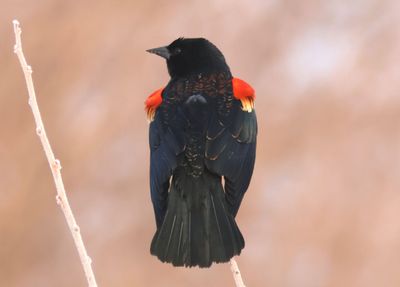 Red-winged Blackbird; male 