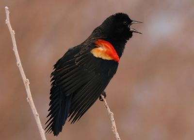 Red-winged Blackbird; male