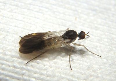 Rhamphomyia nasoni; Dance Fly species