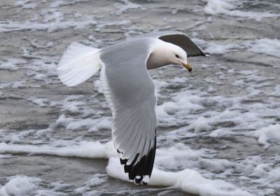 Ring-billed Gull; breeding 