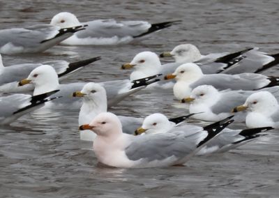 Ring-billed Gull; breeding