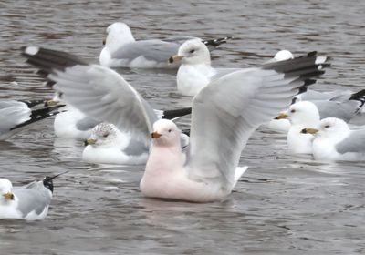 Ring-billed Gulls