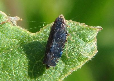 Scaphytopius frontalis; Yellowfaced Leafhopper