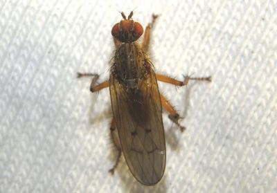 Scathophaga furcata; Dung Fly species