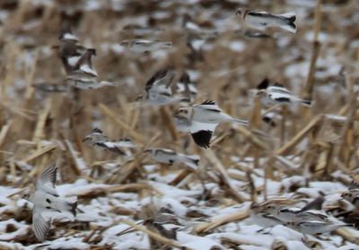 Snow Buntings; transitional