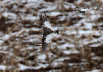 Snow Buntings; transitional