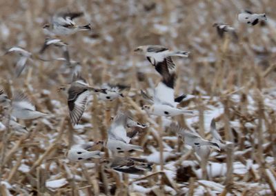 Snow Buntings; transitional