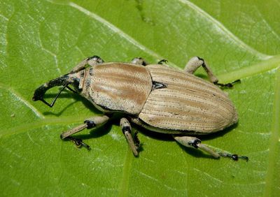 Sphenophorus aequalis; Clay-colored Billbug