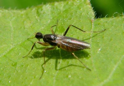 Tachypeza Hybotid Dance Fly species