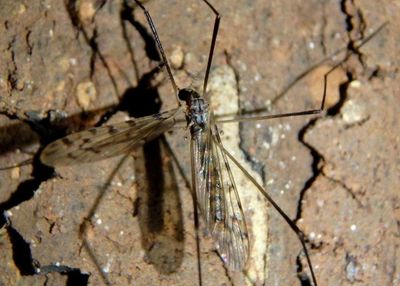 Limoniini Crane Fly species