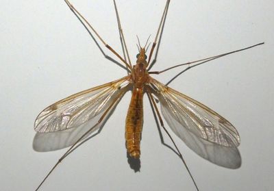 Tipula Large Crane Fly species; male
