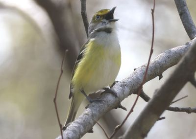 White-eyed Vireo 