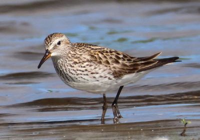 White-rumped Sandpiper 