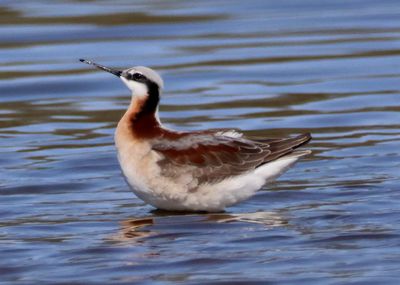 Wilson's Phalarope; female 