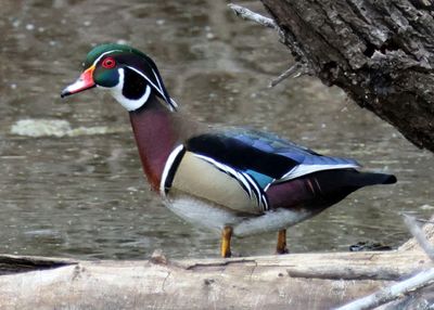 Wood Duck; male