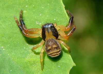 Xysticus texanus; Crab Spider species