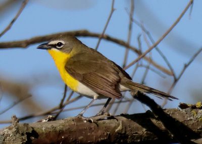 Yellow-breasted Chat