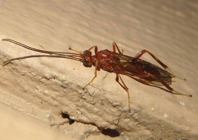 Zele Braconid Wasp species; female