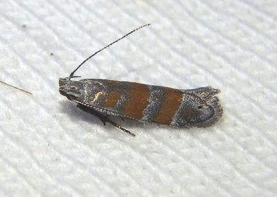 2229 - Battaristis vittella; Twirler Moth species