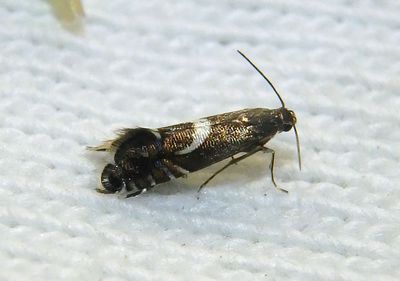 2346 - Diploschizia impigritella; Yellow Nutsedge Moth
