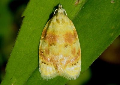 3503 - Acleris semipurpurana; Oak Leaftier Moth
