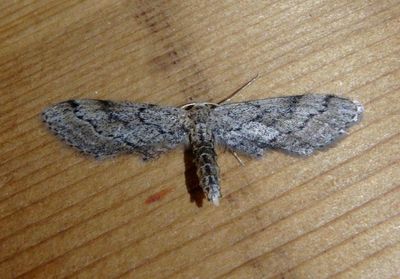 7086 - Eumacrodes yponomeutaria; Geometrid Moth species Bentsen