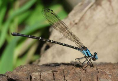 Argia tibialis; Blue-tipped Dancer; blue form female