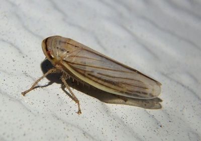 Athysanus argentarius; Silver Leafhopper; exotic