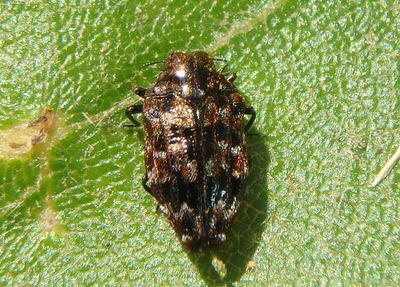 Brachys ovatus; Metallic Wood-boring Beetle species
