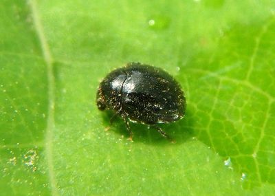 Caenocara Puffball Beetle species 