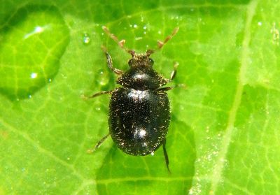 Caenocara Puffball Beetle species