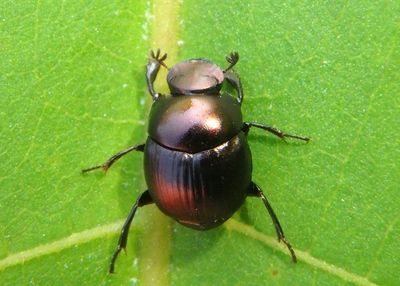 Canthon viridis; Tumblebug species