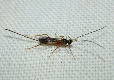 Charmon extensor; Braconid Wasp species; female